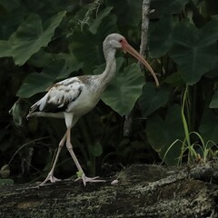 Wall Mural - Juvenile White Ibis along the Banks of the Silver River