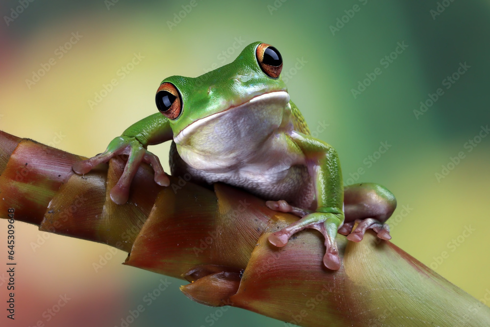Labed Tree Frog White-lipped tree frog (Litoria infrafrenata) on dry leaves, white ...