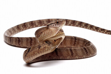 Wall Mural - Boiga cynodon snake isolated on white background, Boiga cynodon closeup, Boiga cynodon isolated