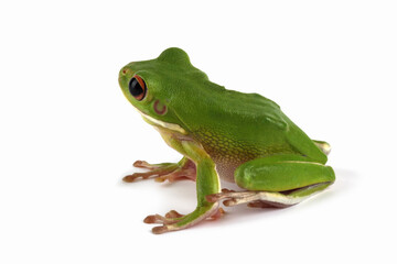 Wall Mural - white-lipped tree frog (litoria infrafrenata) on white background, white-lipped tree frog (litoria i