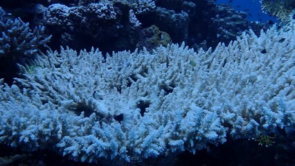 Wall Mural - Coral garden in the red sea