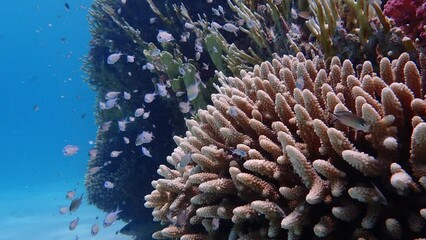 Wall Mural - Close up of fish hiding in the red sea