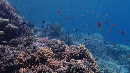 Wall Mural - Colorful coral reef in the red sea