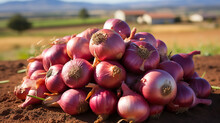 Stack Of Red Onion In The Field Organic Food Harvest On Farm
