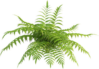 Wall Mural - Side view of fern plant