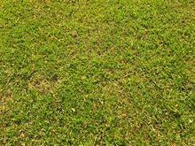 Grass Green Texture. Natural Grass. Fescue , Perennial Ryegrass, Centipede Grass, Taken At Lawn And Outdoor Park.