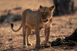 Lioness stands turning head by buffalo carcase