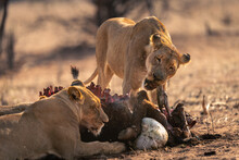 Lioness Stands Chewing Guts From Buffalo Carcase