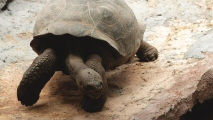 Wall Mural - grosse tortue avançant doucement sur un sol sableux