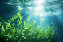 Kelp Growling In The Ocean Under The Sunlight Or On The Surface Of The Water