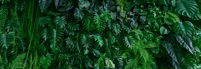 Wall Mural - Jungle green leaf background texture