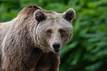 Wall Mural - A lovely and cute brown bear (Ursus arctos), portrait