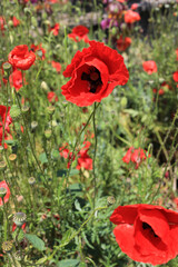 Wall Mural - beautiful bright red poppies, close up
