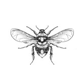 Fototapeta Motyle - bumblebee