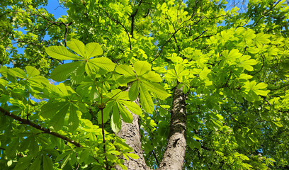 Wall Mural - large chestnut tree with fresh bright green foliage