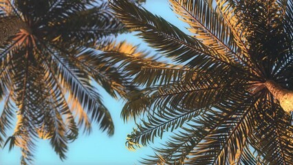 Wall Mural - 3D loop animation - Background of palm trees whose leaves move in the wind at sunset