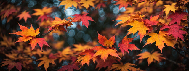 Wall Mural - Colorful autumn maple leaves on a tree branch