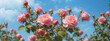 Beautiful spring border, blooming rose bush on a blue background.