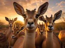 A Group Of Antelopes Looking At The Camera