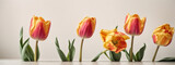 Fototapeta Tulipany - Spring tulip flowers in a row