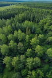 Fototapeta Las - Aerial top view of summer green trees in forest in rural Finland.