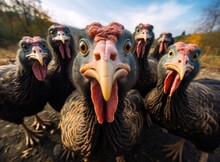 A Group Of Turkeys