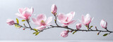 Pink spring magnolia flowers branch