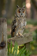 Long Eared Owl in the British countryside. English wildlife in natural surroundings. Yorkshire bird of prey with green background