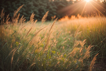 Sticker - Wild grass in the forest at sunset. Macro image, shallow depth of field. Abstract summer nature background. Vintage filter