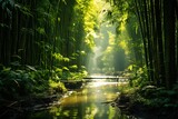 Fototapeta Sypialnia - Landscape of stream or river in asian bamboo forest with morning sunlight
