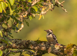 Naklejka na meble Portrait d'un pic mar sur sa branche de prédilection