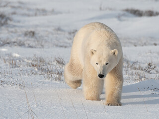 Wall Mural - Polar Bear in the wild