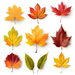 Wall Mural - abstract fallen leaves. foliage of autumn tones.