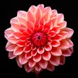 Dalia: Closeup of the Beautiful Organic Floral Beauty with Macro Isolated Plant Decoration