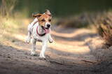 Fototapeta Tęcza - Wesoły szczeniak jack russle terrier biegnący w lesie