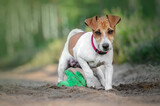 Fototapeta Pomosty - Szczeniak jack russel terrier z zabawką w lesie
