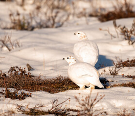 Wall Mural - Rock Ptarmigan feeding