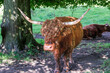 Portrait of a Scottish Highland cow in the shade with its head full of thistles and flies in a nature park near Rotterdam. These animals keep the park clean of weeds and tall grass in a natural way