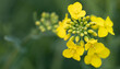 Blossoming Beauty: Rapeseed in Exquisite Macro Detail