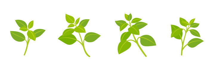 Wall Mural - Basil. Different types of branch. Simple contour vector illustration for packaging, corporate identity, labels, postcards, invitations.