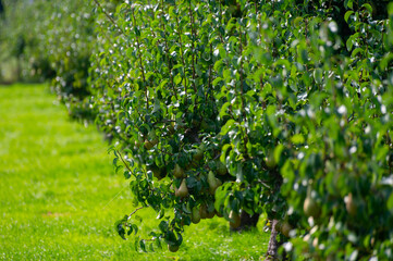 Wall Mural - Green organic orchards with rows of Conference  pear trees with ripening fruits in Betuwe, Gelderland, Netherlands