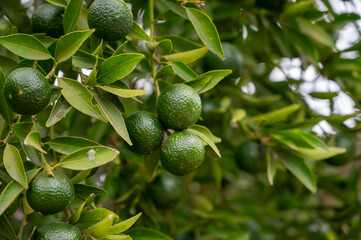 Wall Mural - Tangerine mandarin tree with many green unripe citrus fruits