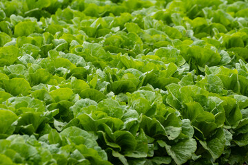 Wall Mural - Farm field with rows of young fresh green romaine lettuce plants growing outside under italian sun, agriculture in Italy.