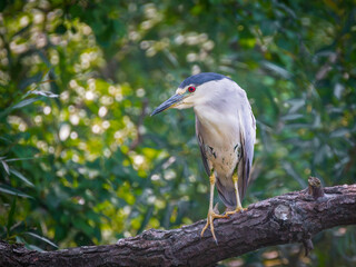 Portrait of a black crowned night heron perched on a branch surrounded by bright green leaves in summer