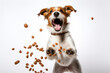Adorable dog with dog food on white background