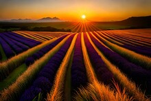 "Capture The Serene Beauty Of A Lavender Field Bathed In The Warm Hues Of Sunset, With The Vibrant Purple Flowers Stretching Towards The Horizon Under The Soft, Golden Glow Of The Fading Sun."