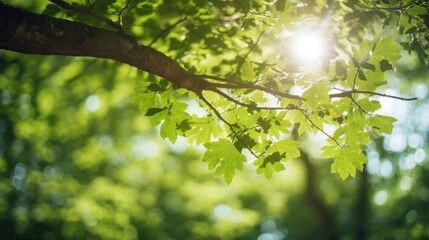 Wall Mural - Bottom view of the blurred fresh green foliage of a tree in the spring, with the branches blur on forest with beautiful bright sun rays.