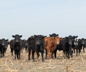 Wall Mural - Herd of cattle in a harvested corn field