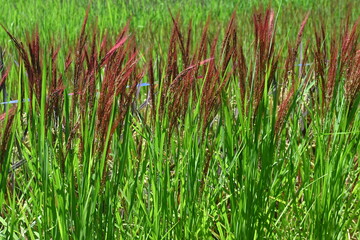 Wall Mural - Ancient rice cultivation. Ancient rice has inherited the characteristics of wild rice, contains a lot of minerals and anthocyanins, is colorful, and has recently become popular in Japan.