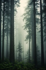  Foggy forest
